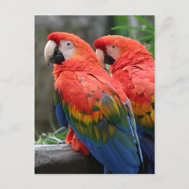 Scarlet Macaw Postcard (Front)