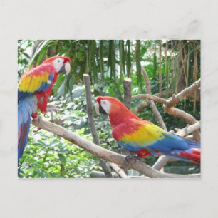 Scarlet Macaw Postcard