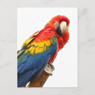 Scarlet Macaw Postcard