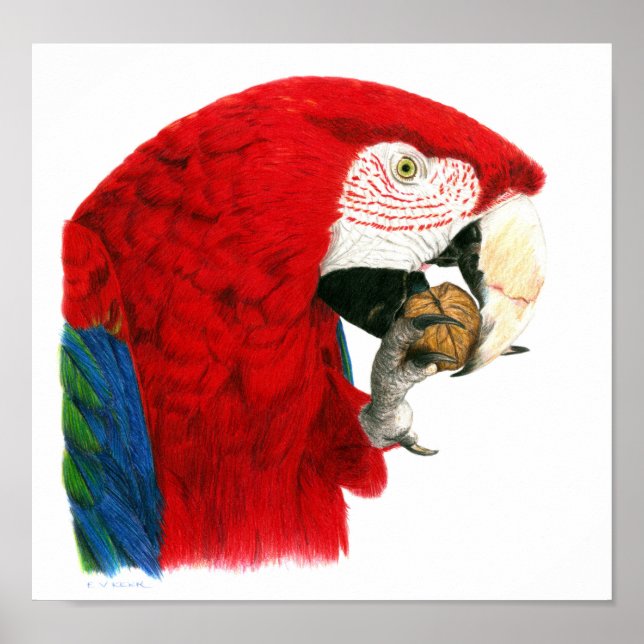 Scarlet Macaw Poster (Front)