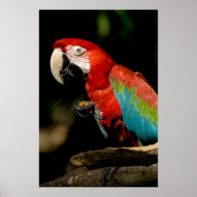 Scarlet Macaw Poster (Front)