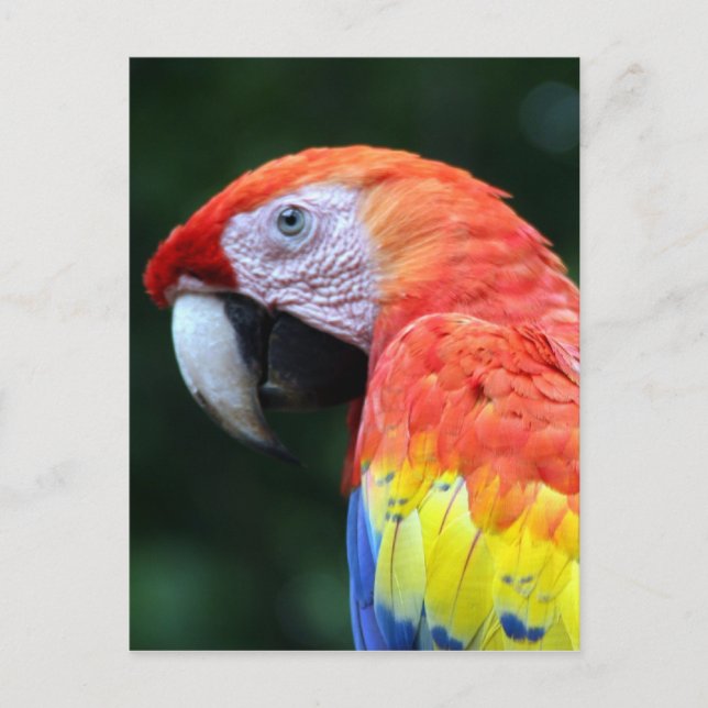 scarlet macaw pretty postcard (Front)