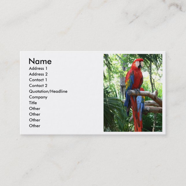Scarlet macaw, red macaw photograp design business card (Front)