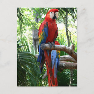 Scarlet macaw, red macaw photograp design postcard
