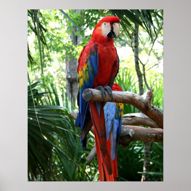 Scarlet macaw, red macaw photograp design poster (Front)