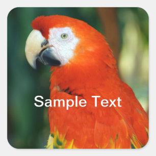 Scarlet Macaw Square Sticker
