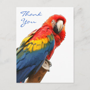 Scarlet Macaw Thank You Postcard