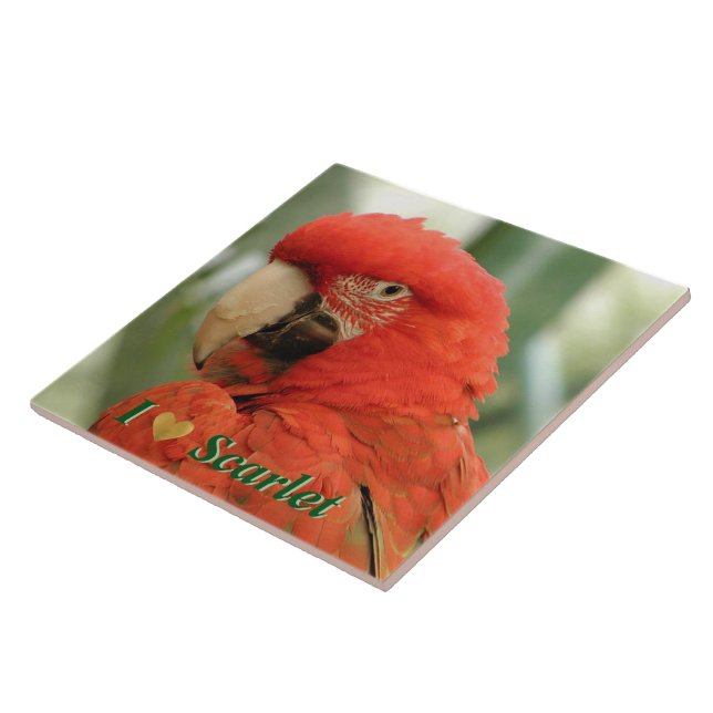 Scarlet Macaw Tile (Side)