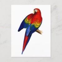 Scarlet Macaw Tropical Colourful Rain Forest Bird