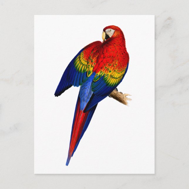 Scarlet Macaw Tropical Colourful Rain Forest Bird Postcard (Front)