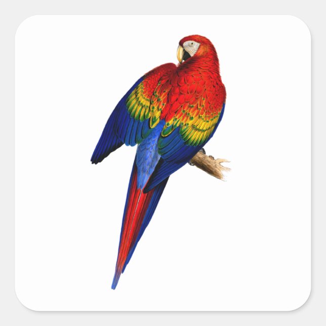 Scarlet Macaw Tropical Colourful Rainbow Bird Square Sticker (Front)
