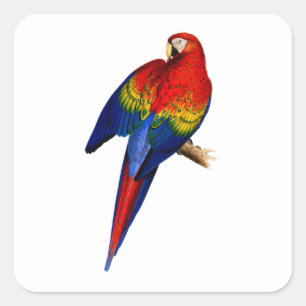 Scarlet Macaw Tropical Colourful Rainbow Bird Square Sticker