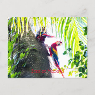 Scarlet Macaws Postcard