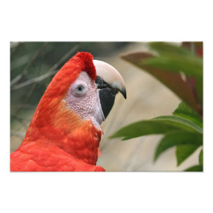 Scarlet Mackaw Photo Print