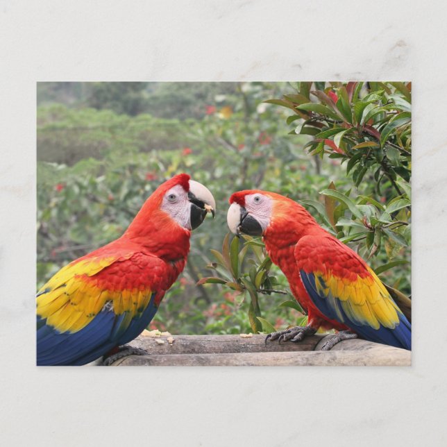 Scarlet Mackaws Postcard (Front)