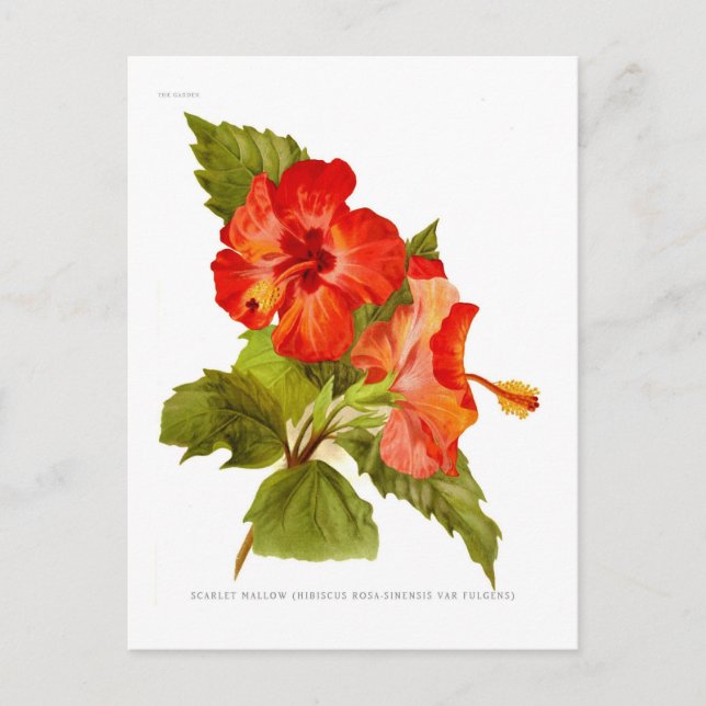 Scarlet Mallow (Hibiscus) Postcard (Front)