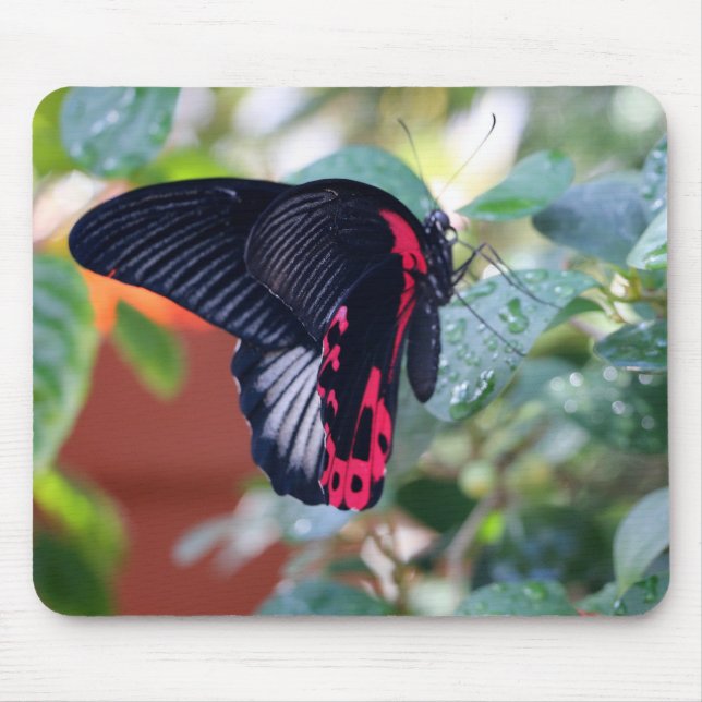 Scarlet Mormon Butterfly Mouse Mat (Front)
