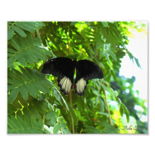 Scarlet Mormon Butterfly Photo Print