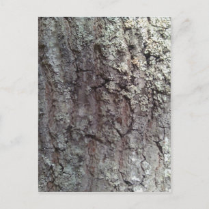 Scarlet Oak Tree Bark Postcard