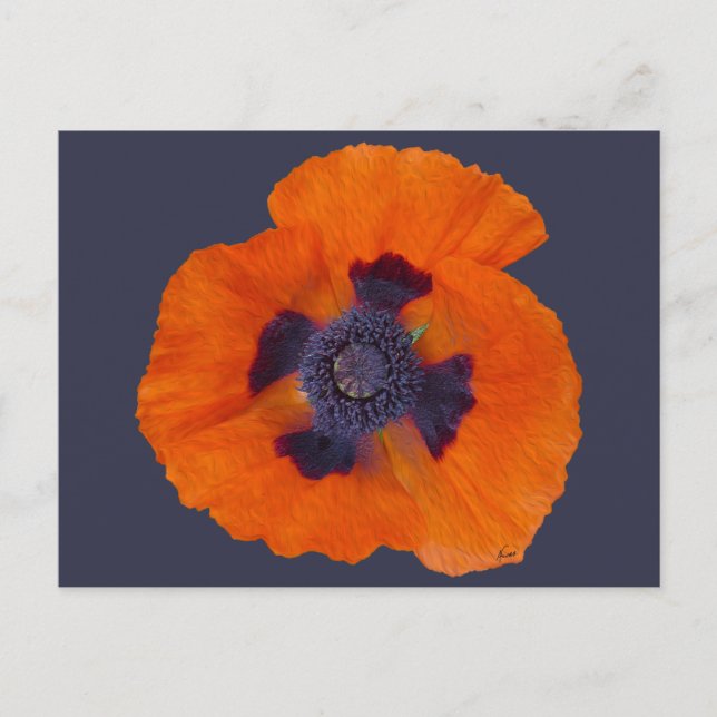 Scarlet Orange Poppy 1 Postcard (Front)