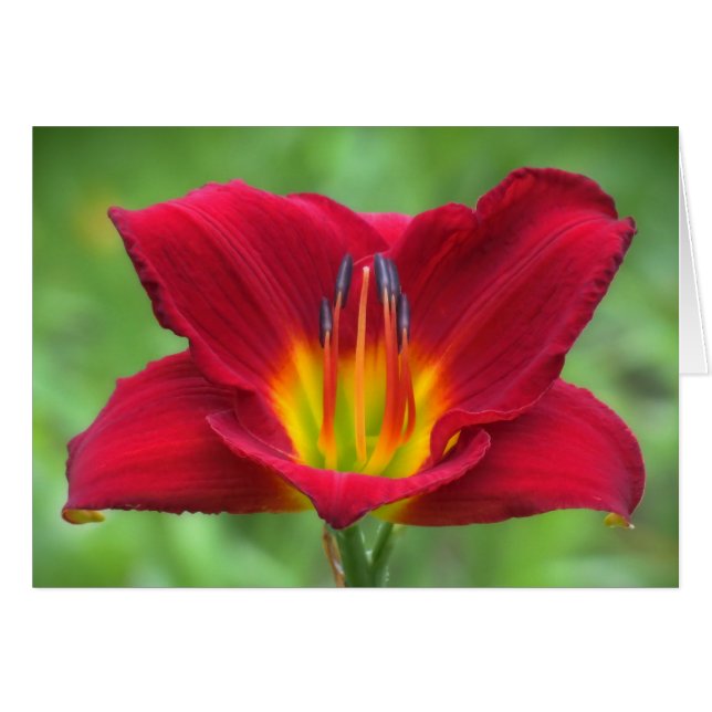 Scarlet Orbit Daylily (Front Horizontal)