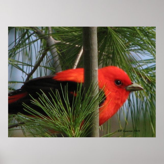 Scarlet O'Tanager Poster (Front)