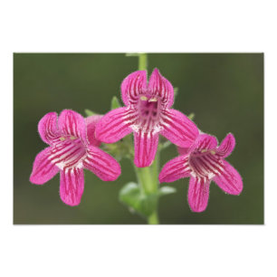 Scarlet Penstemon, Penstemon triflorus, Photo Print