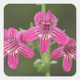Scarlet Penstemon, Penstemon triflorus, Square Sticker