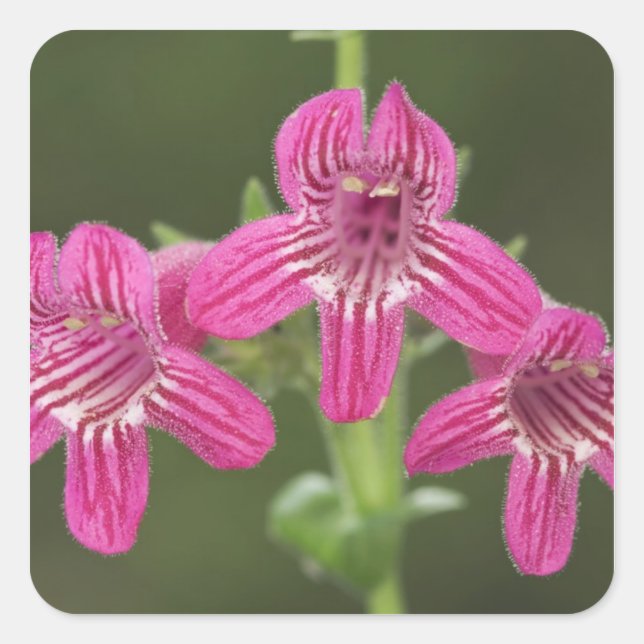 Scarlet Penstemon, Penstemon triflorus, Square Sticker (Front)