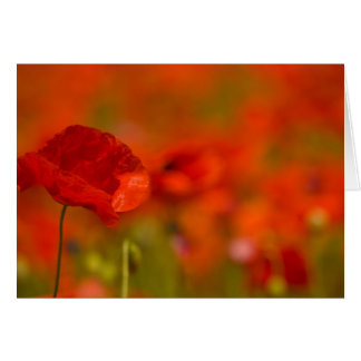Scarlet Poppies