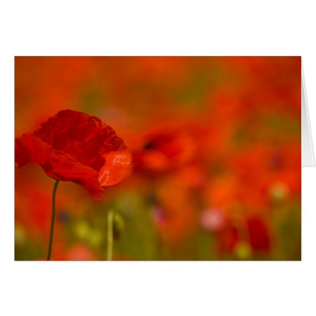 Scarlet Poppies (Front Horizontal)