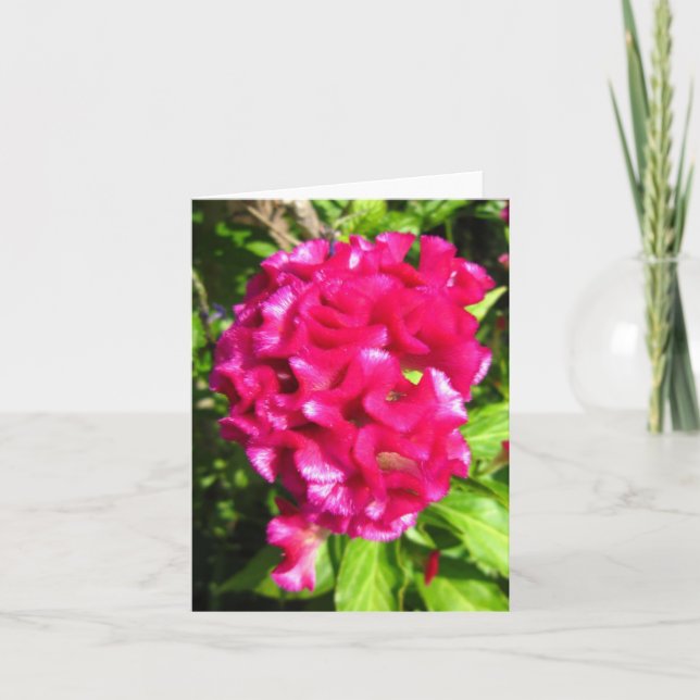 Scarlet Red Celosia Photo Folded Note Card (Front)