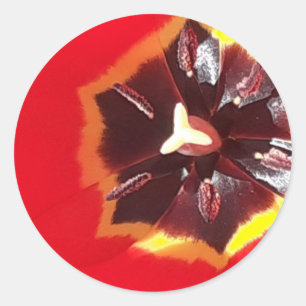 Scarlet Red Tulip Classic Round Sticker