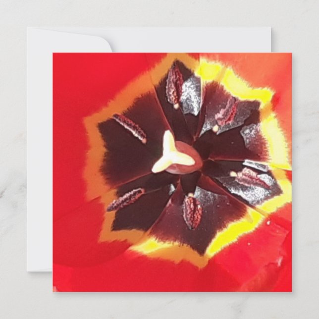 Scarlet Red Tulip Flat Card (Front)