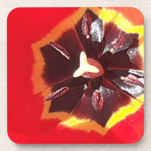 Scarlet Red Tulip Hard Plastic Coaster