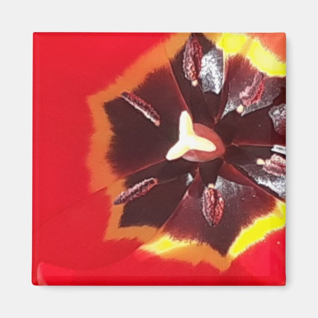 Scarlet Red Tulip Magnet (Front)