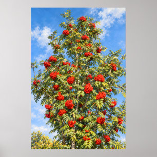 Scarlet Rowan Berries Beneath a Sunlit Blue Sky Poster
