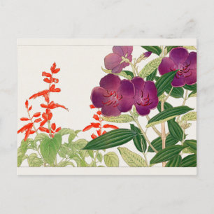 Scarlet sage, Melastoma by Tanigami Konan Postcard