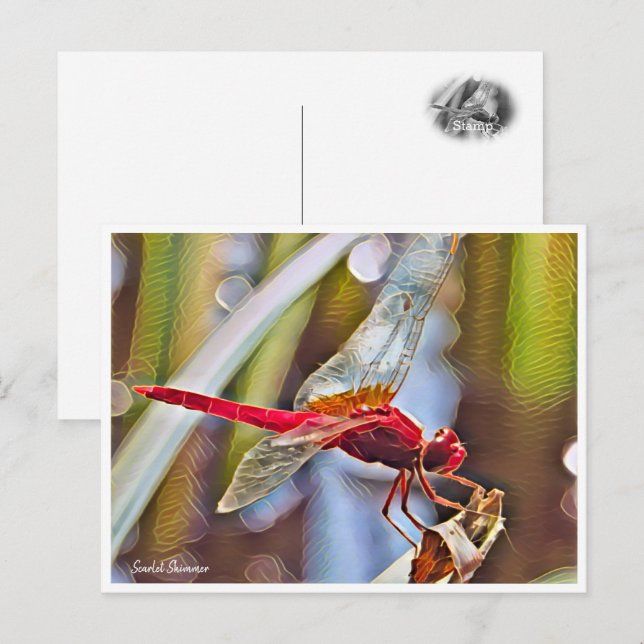 Scarlet Skimmer Postcard (Front/Back)