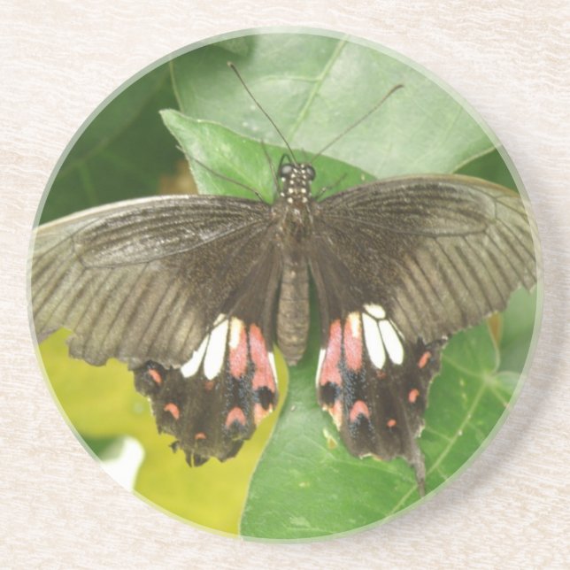 Scarlet Swallowtail Butterfly Coasters (Front)
