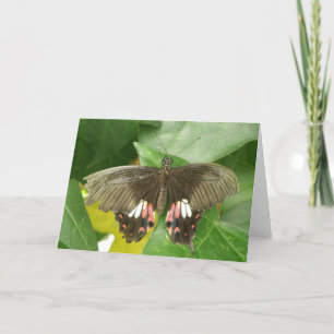 Scarlet Swallowtail Butterfly Greeting Card