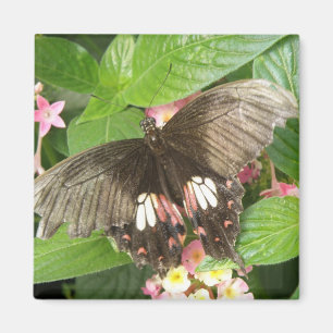 Scarlet Swallowtail Butterfly Macro Magnet