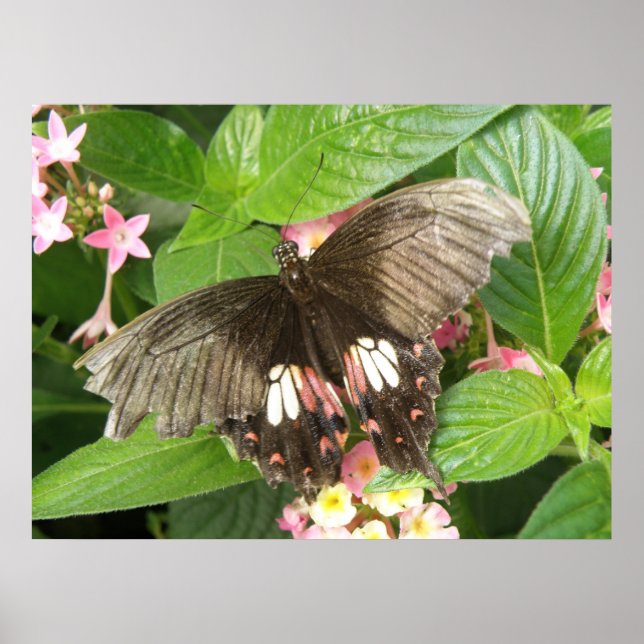 Scarlet Swallowtail Butterfly Macro Print (Front)