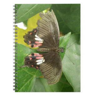 Scarlet Swallowtail Butterfly Notebook