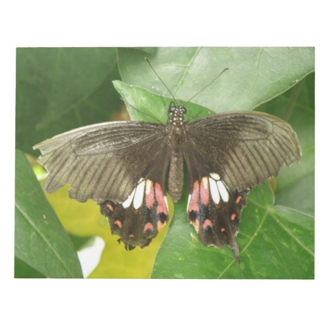 Scarlet Swallowtail Butterfly Notepad (Front)