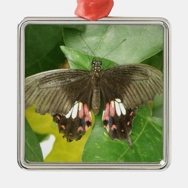 Scarlet Swallowtail Butterfly Ornament (Front)