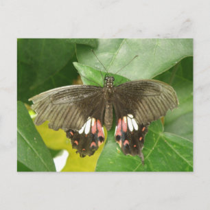 Scarlet Swallowtail Butterfly Postcard
