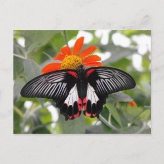 Scarlet Swallowtail Butterfly Postcard