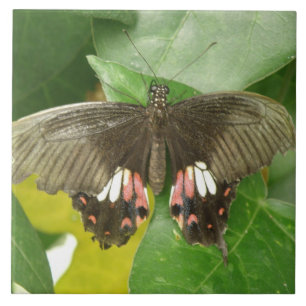 Scarlet Swallowtail Butterfly Tile