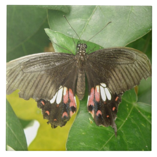 Scarlet Swallowtail Butterfly Tile (Front)